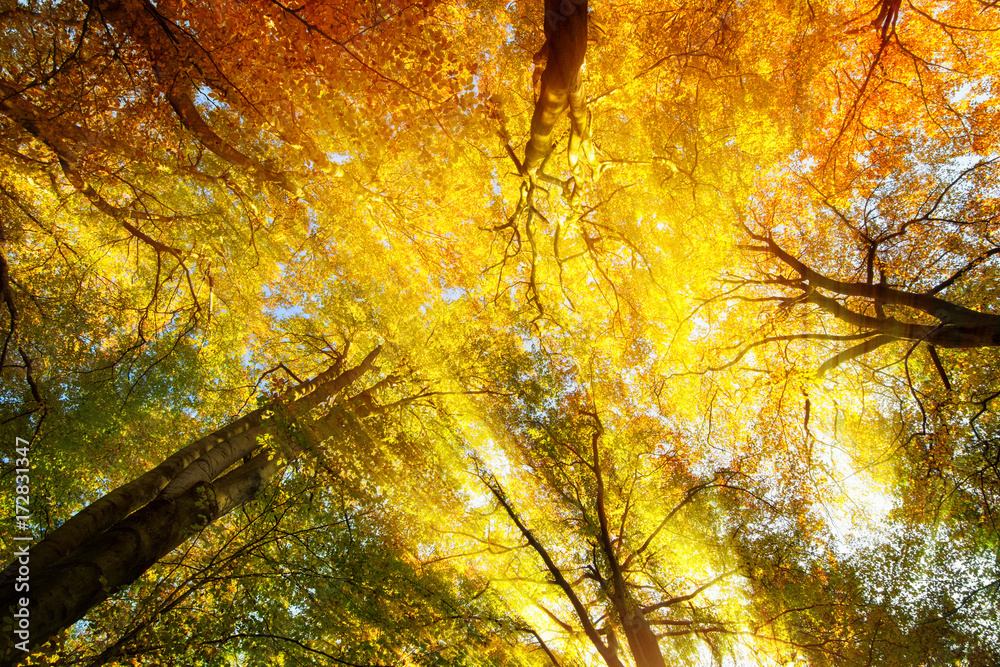 Buntes Blätterdach mit warmen Sonnenstrahlen im Herbst