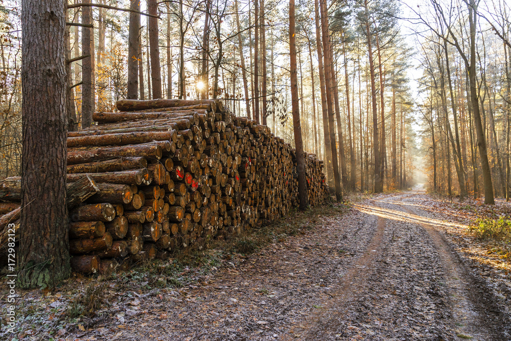 Wald vom Sonnenlicht durchflutet