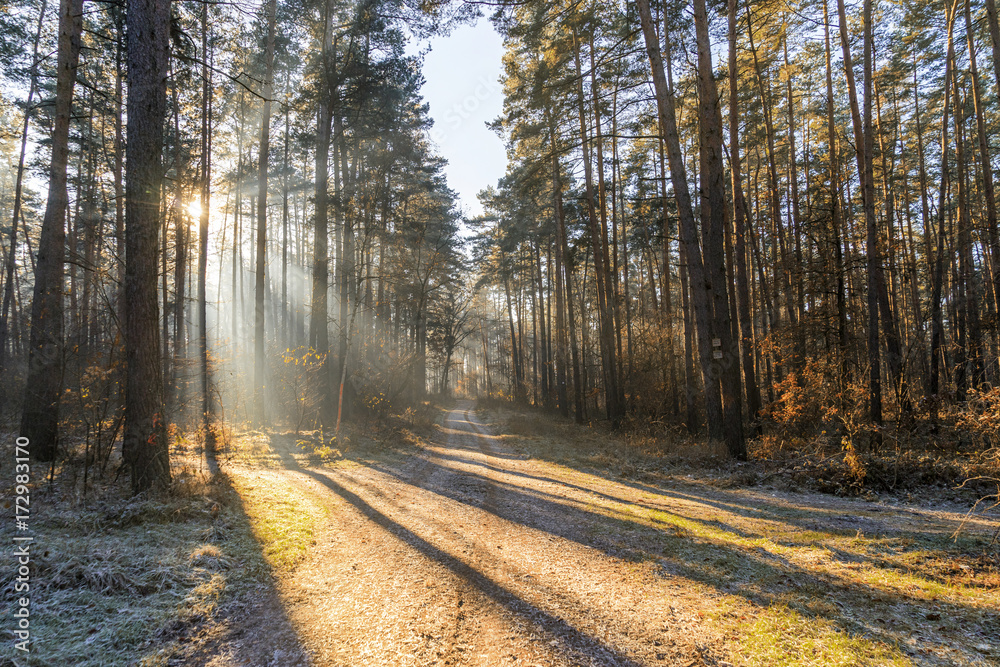 Wald vom Sonnenlicht durchflutet