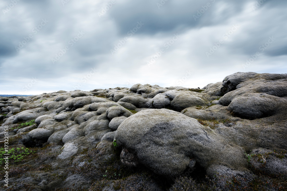 Moss field in Iceland