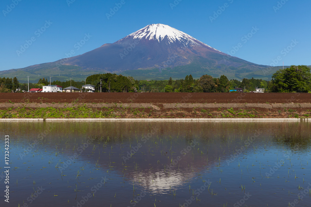 春天的富士山和稻田