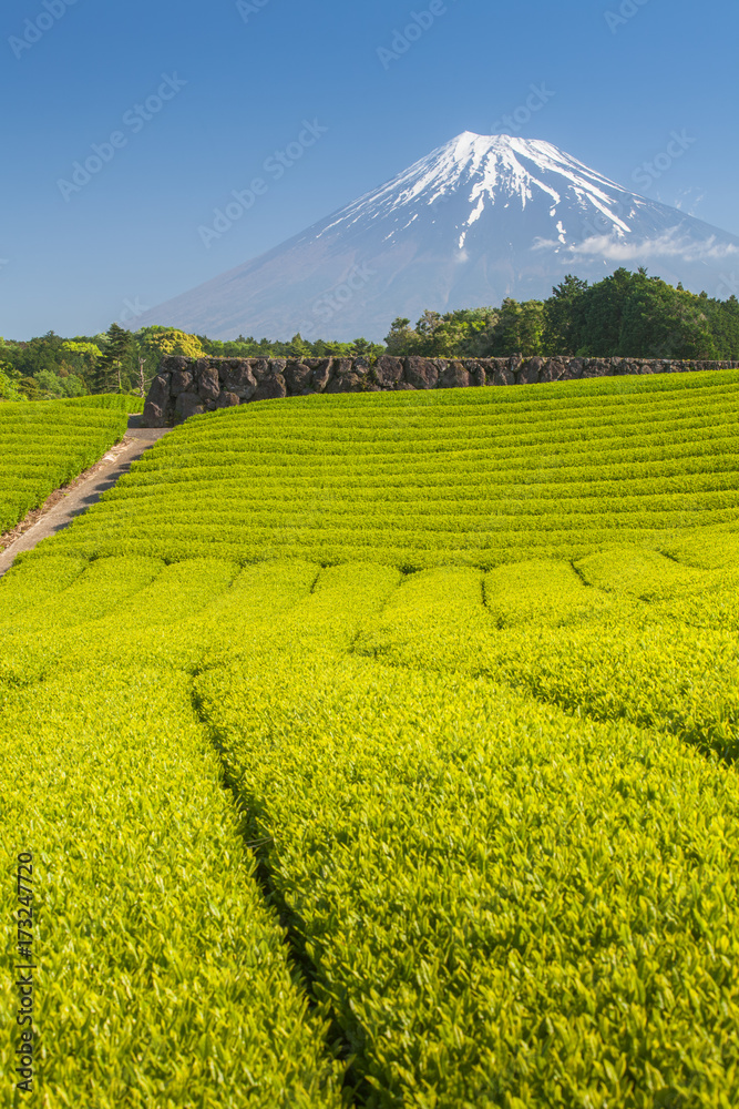 静冈县春天的茶园和富士山