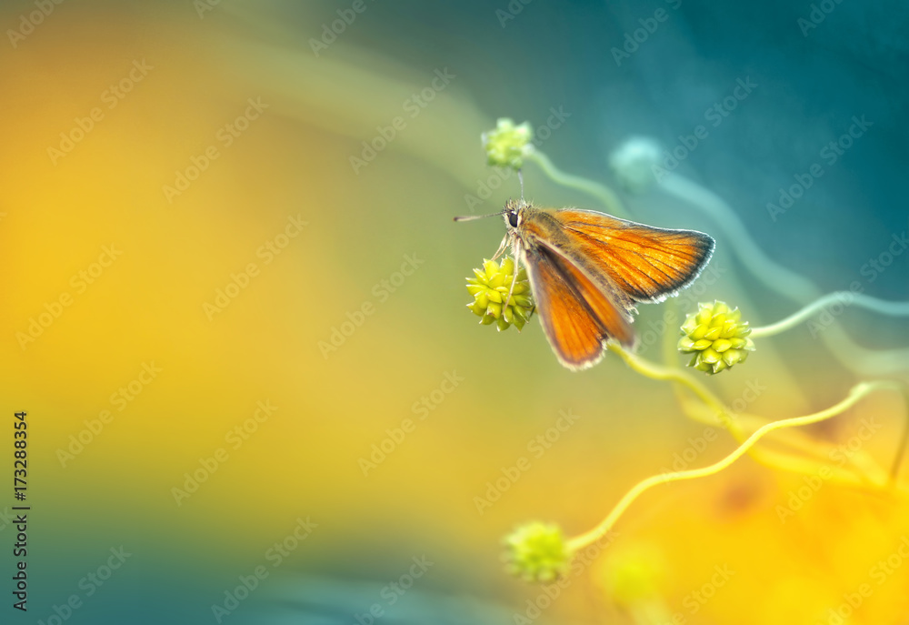 Orange moth in an ornate wavy plant on a yellow and turquoise background in spring in nature in the 