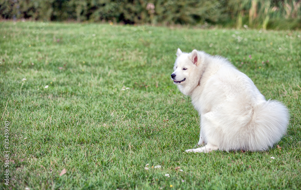 萨摩耶犬在公园草地上拉屎