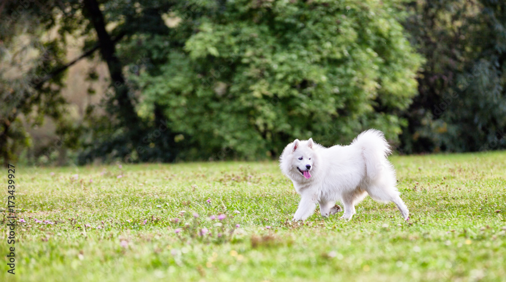 公园草地上的萨摩耶犬