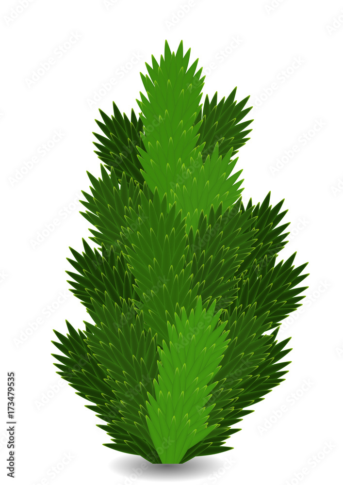 Naturalistic colorful fir branch. Vector Illustration. 