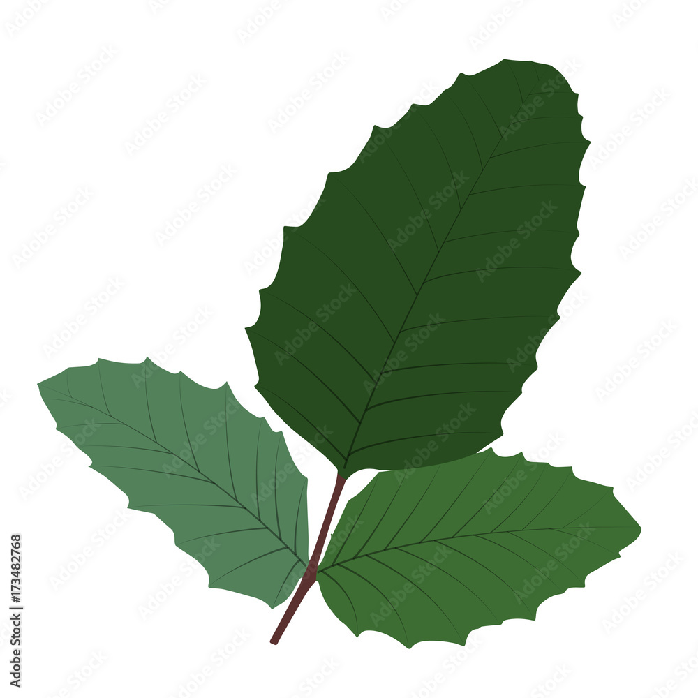 Naturalistic autumn leaves on White. Vector Illustration.