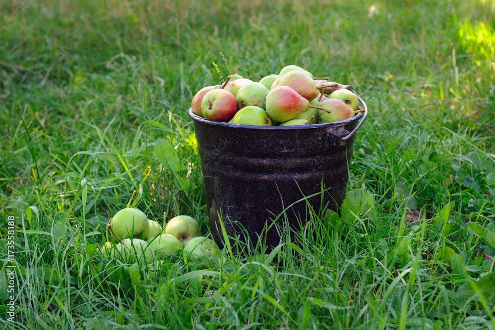 Pail full of fresh juicy pears just after harvesting. Crop of pears in summer garden 