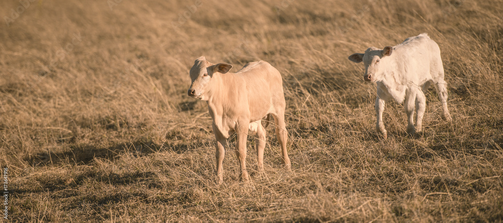 Baby cows in the countryside