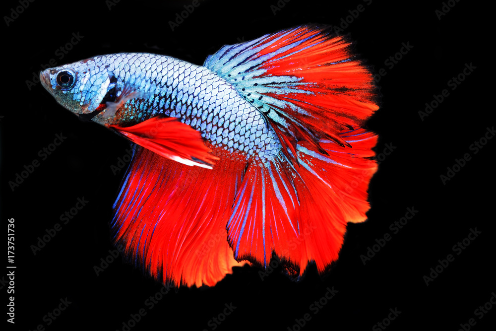 close up of Betta Siamese fighting fish