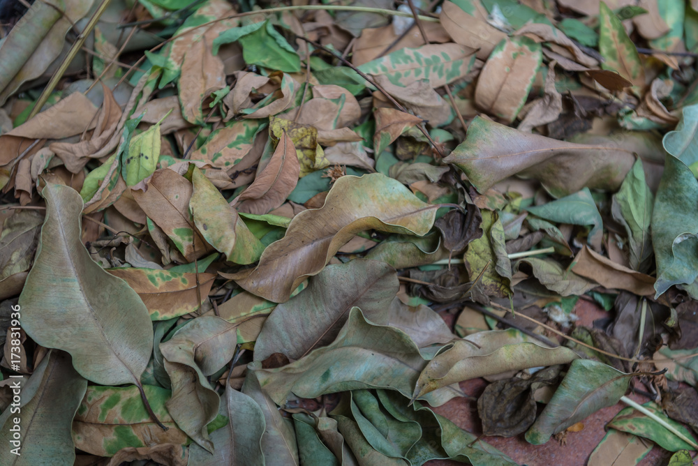 texture with dry leaves on floor as background