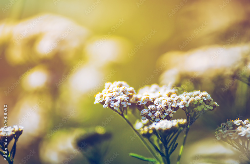 Wild meadow flora close up, ecology nature macro