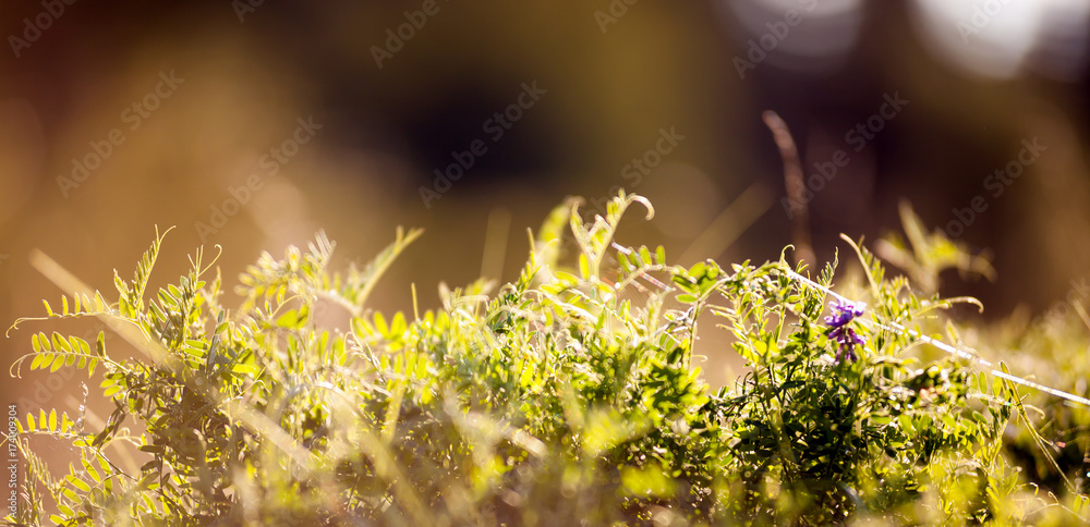 Wild meadow flora close up, ecology nature macro