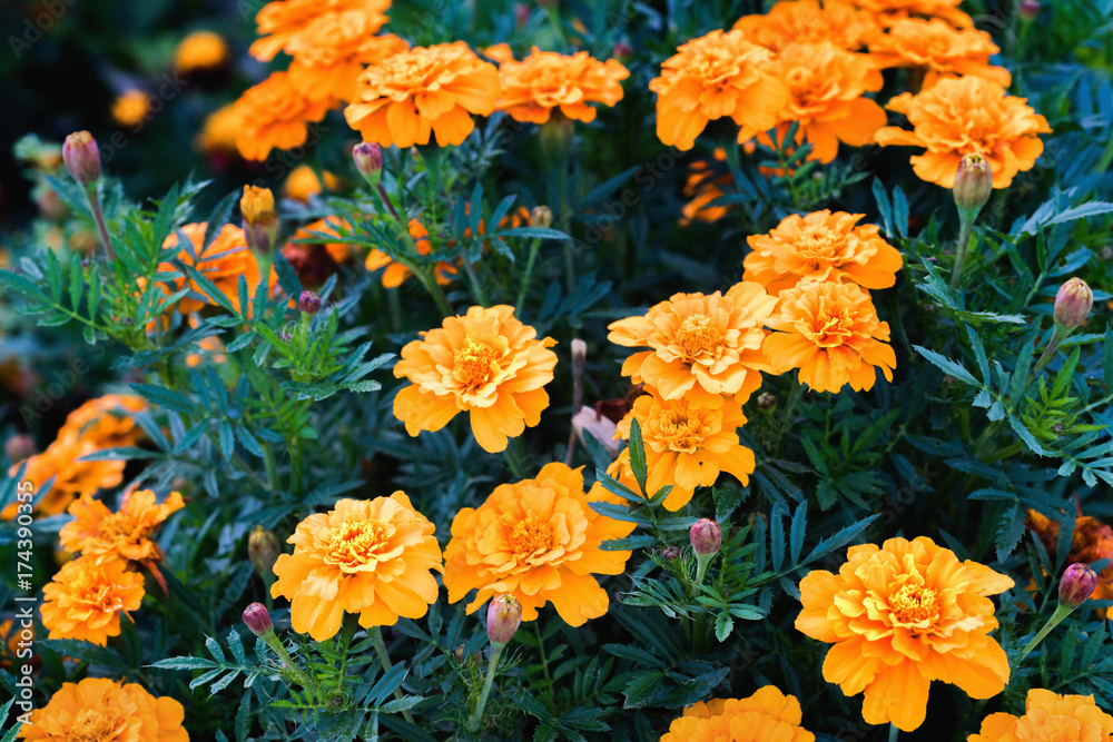 Tagetes patula，法国万寿菊