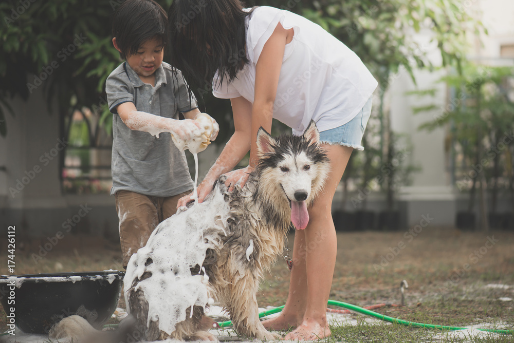 孩子们在夏天洗西伯利亚哈士奇