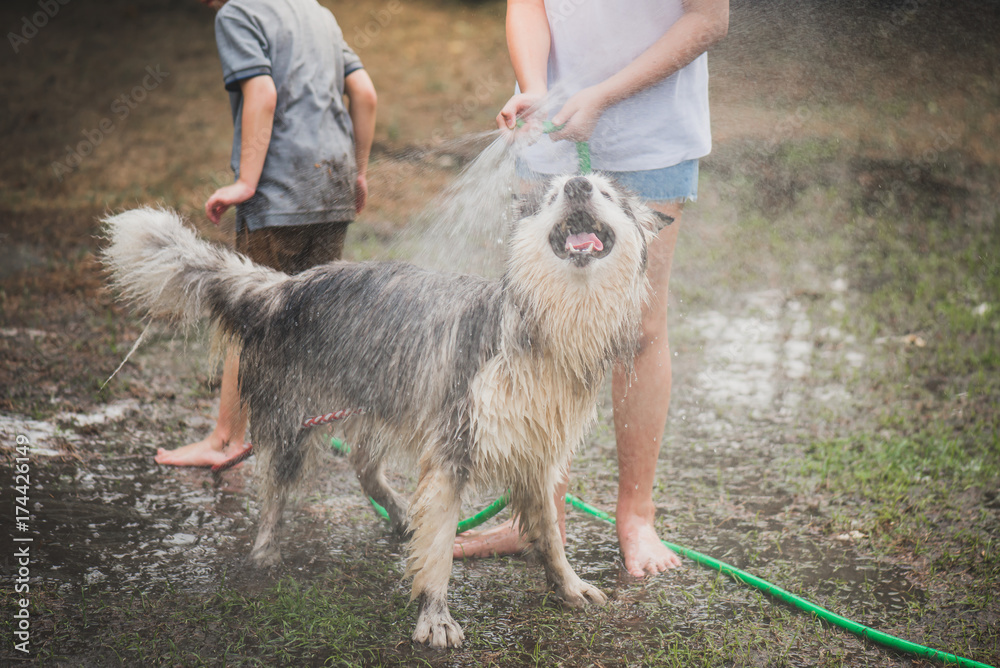 children wash siberian huskydog on summer day