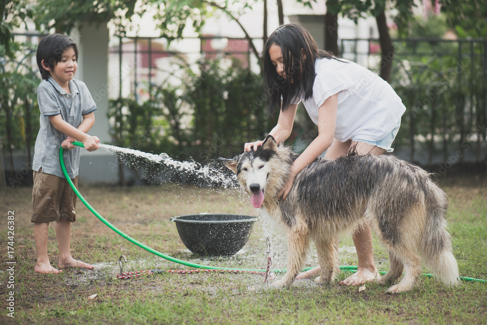 孩子们在夏天洗西伯利亚哈士奇狗