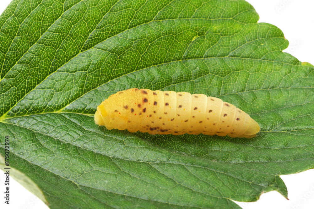  Сaterpillar on a white