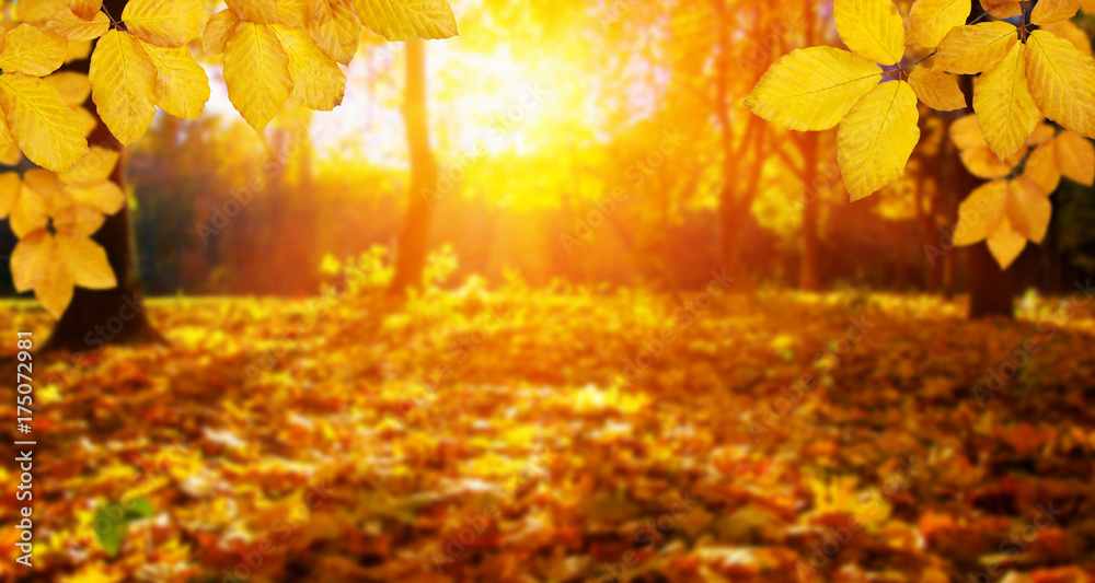  Autumn leaves on the sun