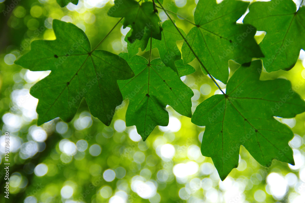 Green leaves on  bokeh