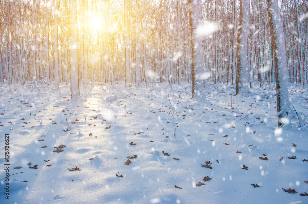 雪地里的冬季森林