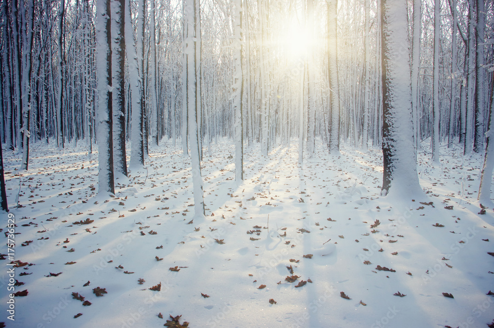 雪地里的冬季森林