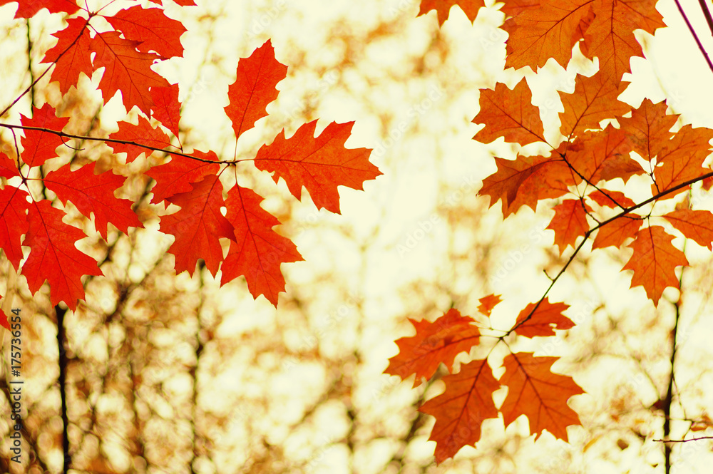  Autumn leaves  background.