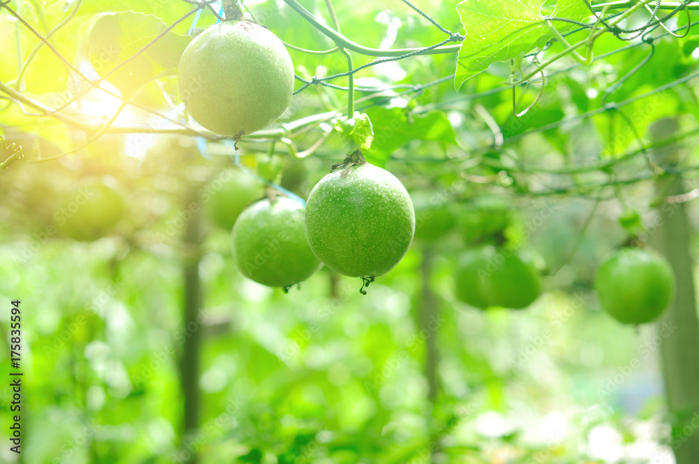 passion fruit tree