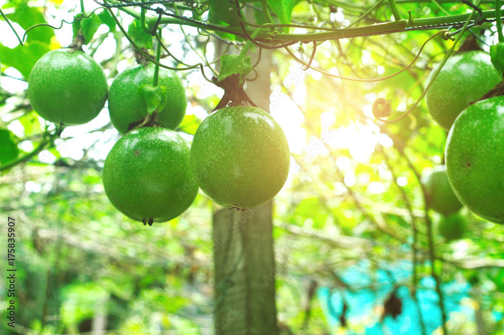 passion fruit tree