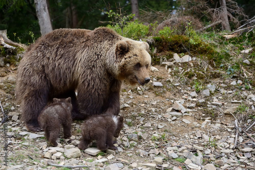 Brown bear cub