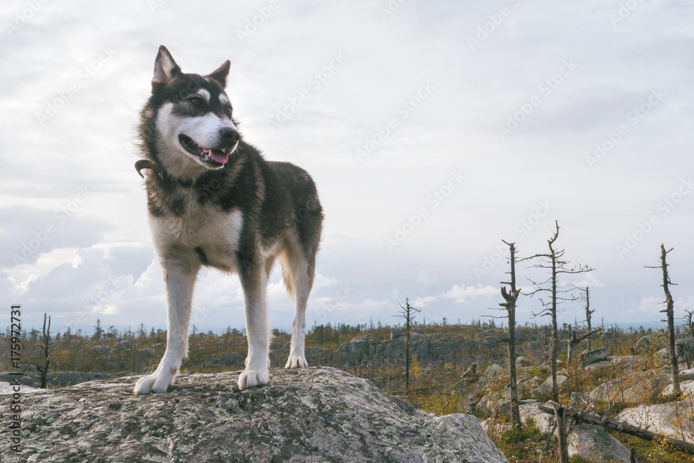 快乐的哈士奇犬站在徒步小径的山峰上。