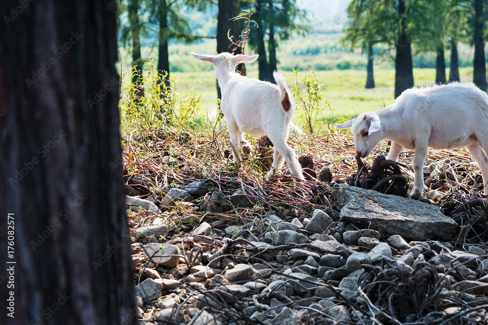 white goats play in forest