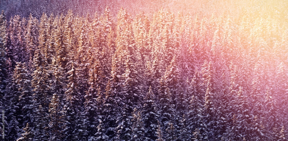 阿尔卑斯山坡上的雪松