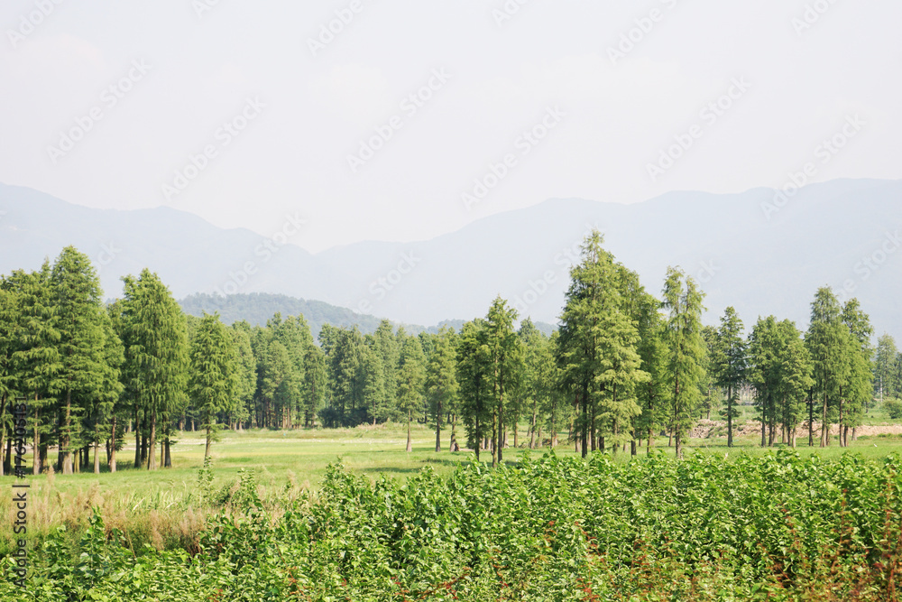 美丽的绿植和高山