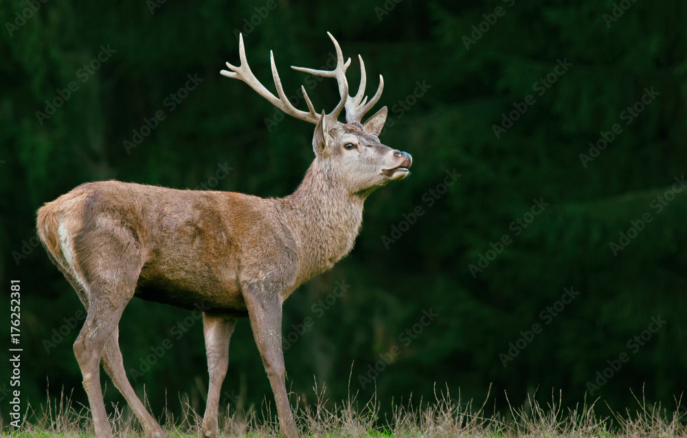 Männlicher Hirsch