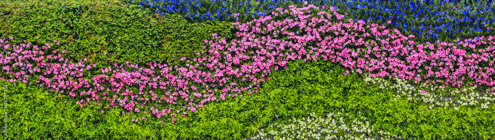 Flowers plant wall