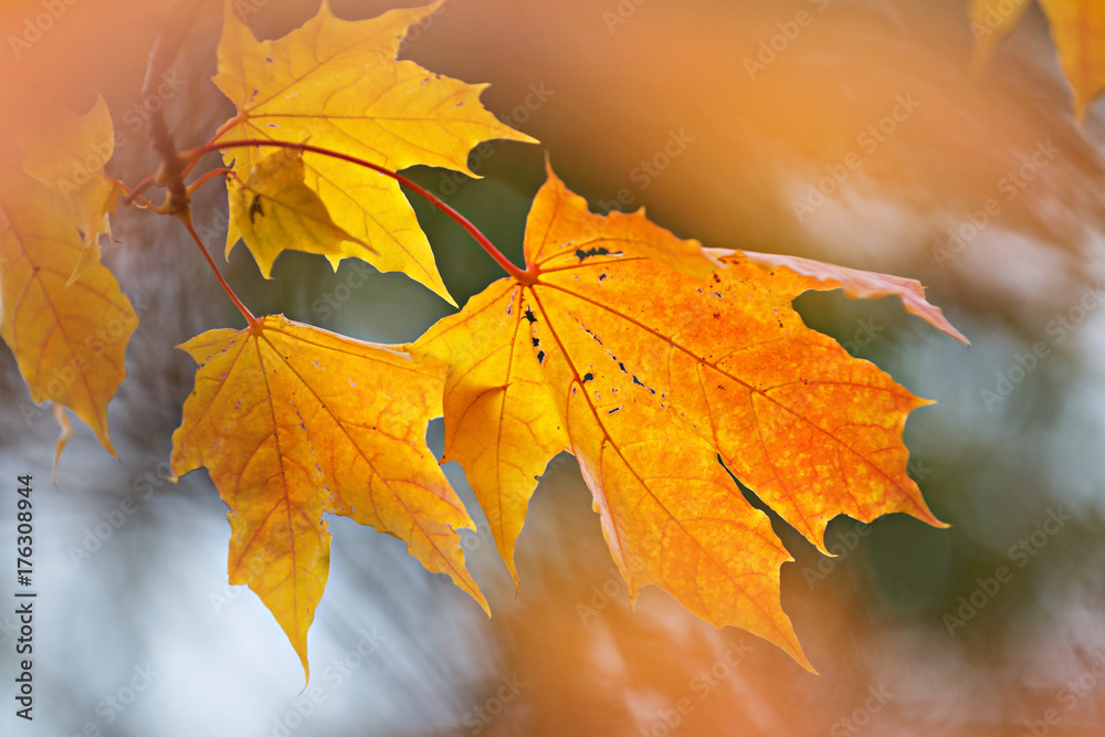 Maple branch with golden leaves in the wind.