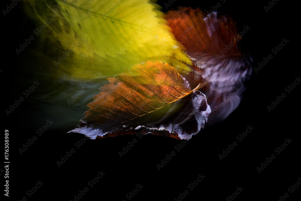 Colorful leaves of an elm tree falling on a black background.