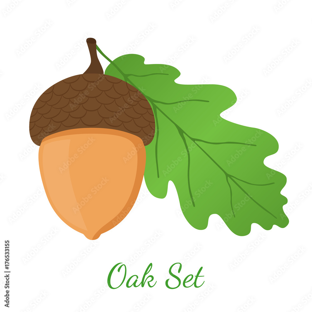 Acorn, leaf, oak nut, seed. Cartoon flat style. Vector illustration 