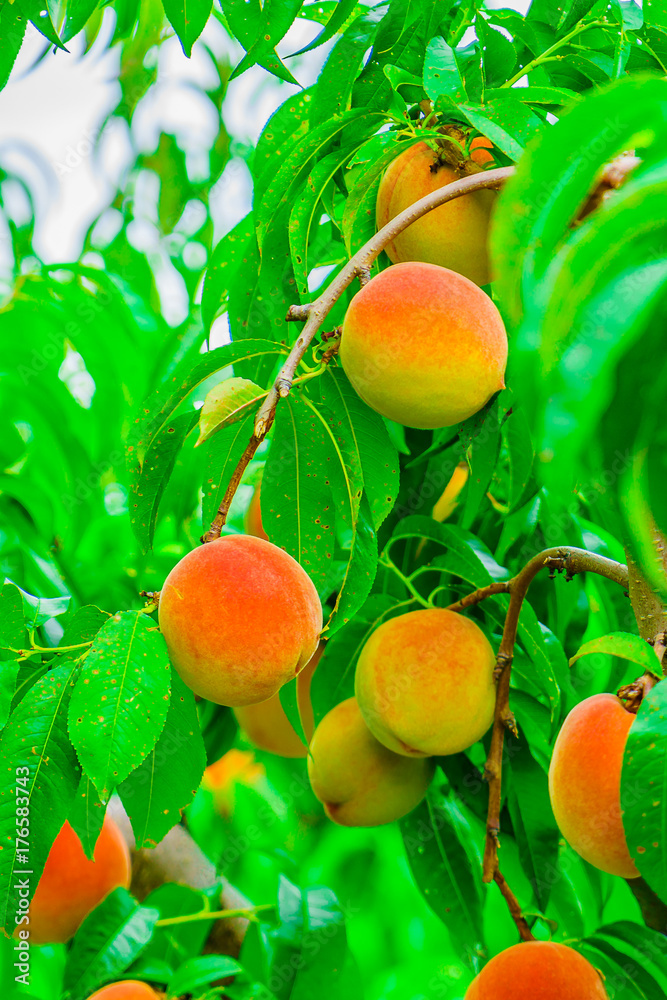 Ripe peaches fruits on a branch in orchard New York