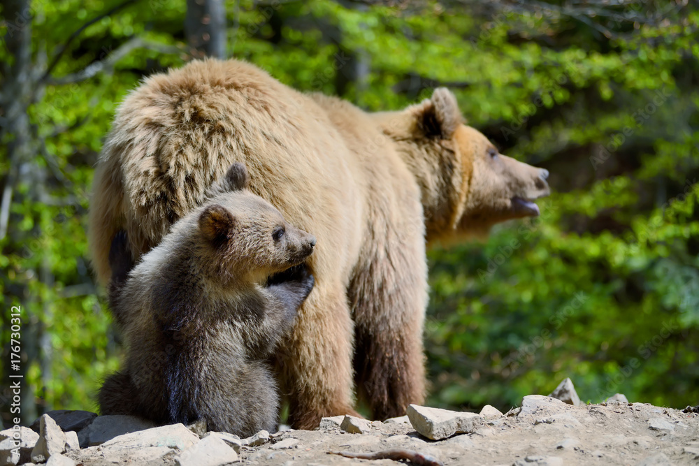 Brown bear and cub