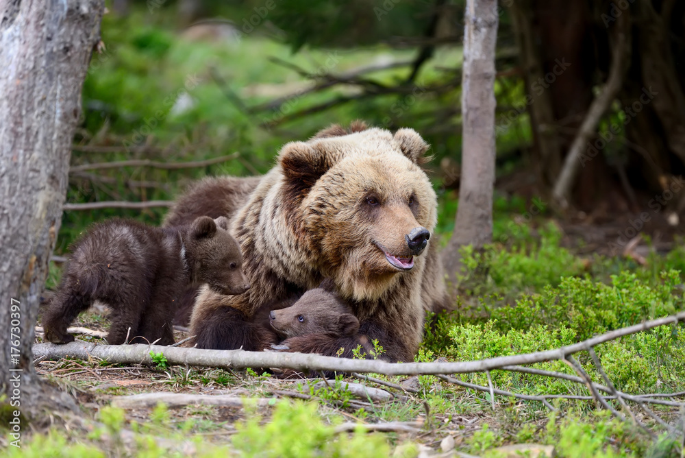 Brown bear and cub