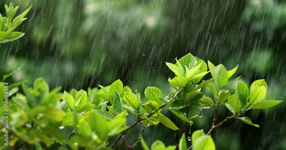 雨季大雨下的自然新鲜绿叶枝条