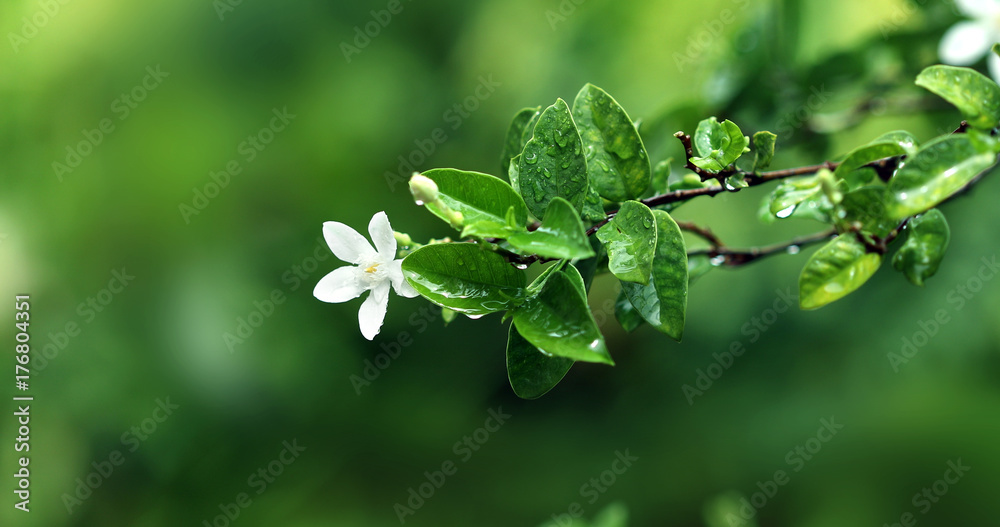 雨季雨后的新鲜绿叶和白色花枝