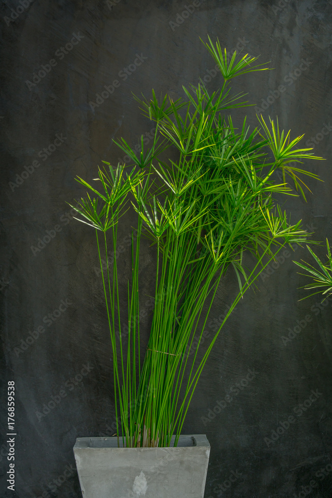 伞形植物，平莎草，绿色观赏植物，种植在灰色花盆中，灰色水泥墙背面