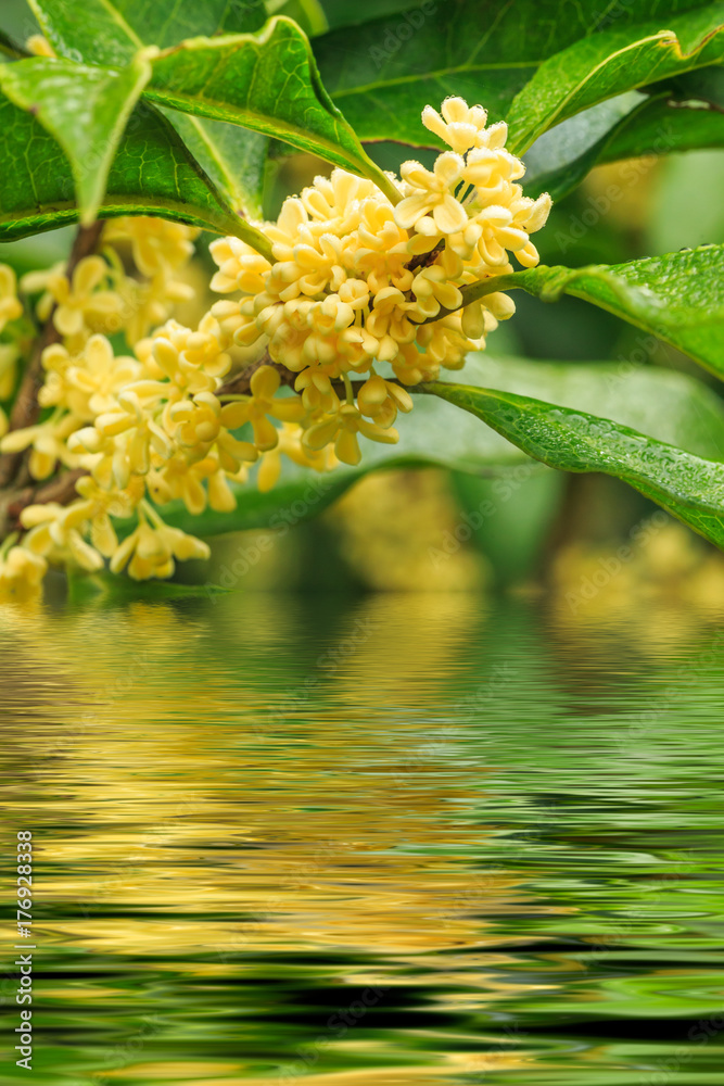 桂花盛开，倒影山水