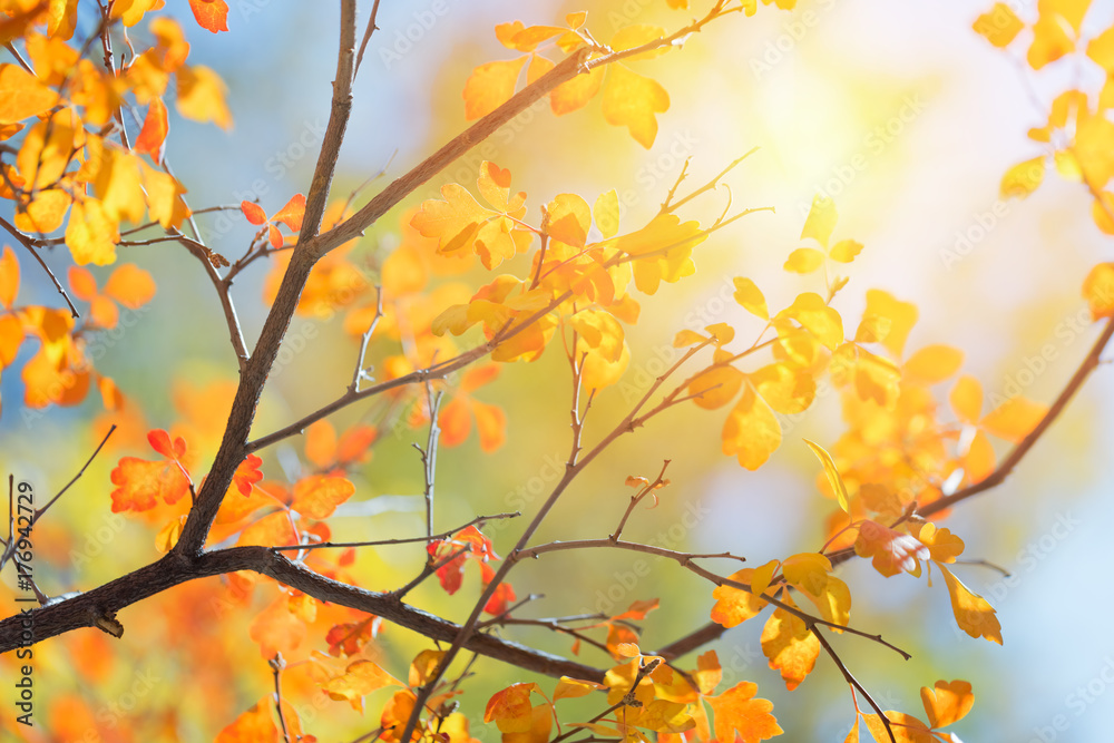 Sunny autumn day in the park, colorful tree leaves