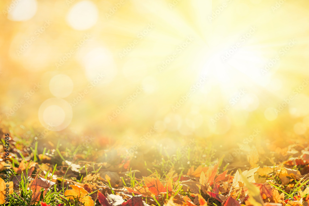 Sunny autumn day with fallen colorful leaves background