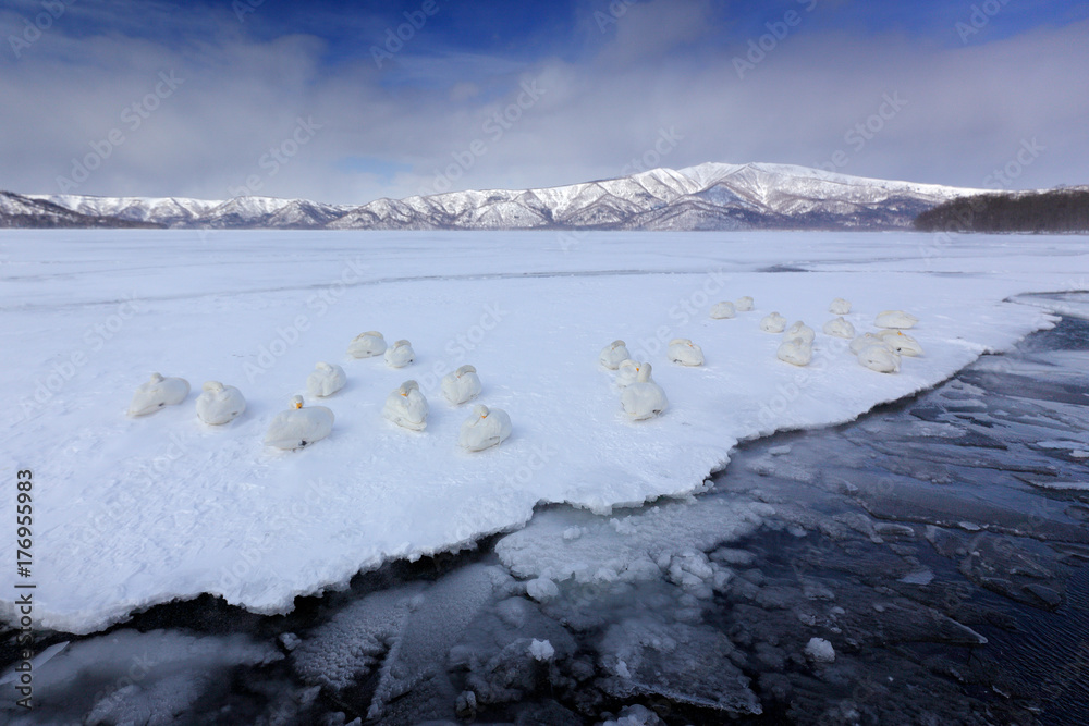 Whooper Swan，Cygnus Cygnus，自然栖息地的鸟类，Kusharo湖，有雪和我的冬季场景