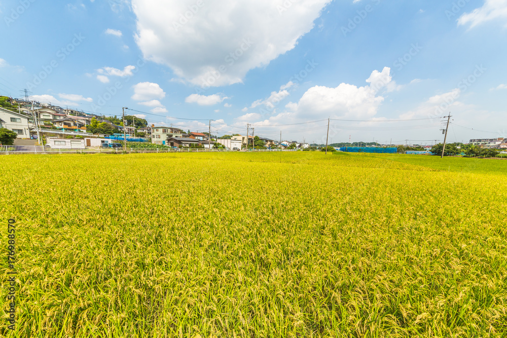 住宅街の水田